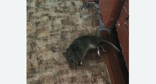 Дезинфекция от мышей в Магадане